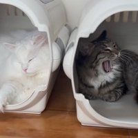 キャリーに入った2匹の猫