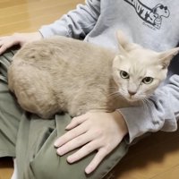 座る人の足の間に体を収める猫