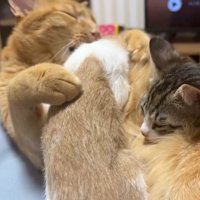 茶トラ猫に乗る子猫たち