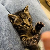 投稿主さんの真似をして万歳する子猫