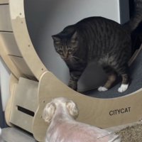 見つめ合う犬と猫