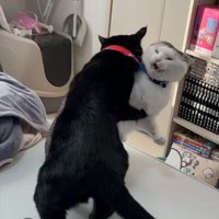 遊んでいる2匹の猫
