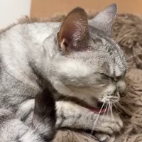 毛づくろい