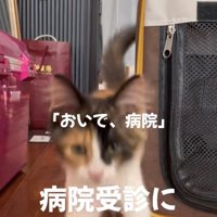 カメラに向かって走ってきている子猫