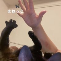 手をパーにしている猫と飼い主