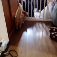 扉の前で方向転換する猫