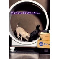 キャットホイールを走っていた猫たち