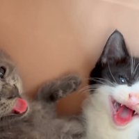 威嚇する子猫たちの顔
