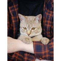 抱かれている猫