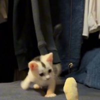 目の前に現れたぬいぐるみに飛びかかる子猫