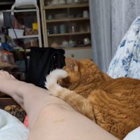 椅子に寝転がっている飼い主の近くに座る猫