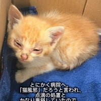 目が炎症を起こしている子猫
