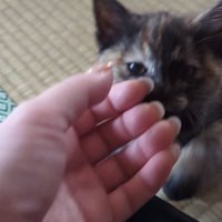 飼い主に撫でられる子猫