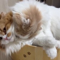 茶色い猫の首を舐めるクリーム色の猫
