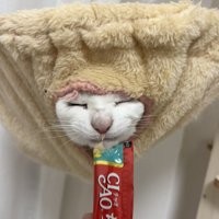 ハンモックから顔を出す猫