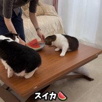 テロップ「スイカ」