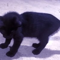 おもちゃを見ている子猫