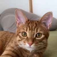 畳でくつろぐ猫