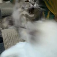 猫パンチする猫