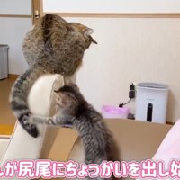 先住猫の尻尾にじゃれる子猫