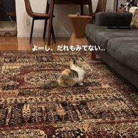 ソファを見ている猫