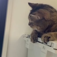 外を真剣な表情で見つめる猫の横顔