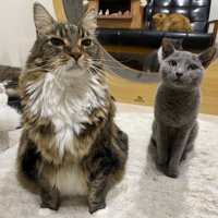 同居猫と隣に並んで座るメインクーン