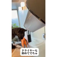 猫とドライヤー