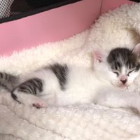 眠ってしまった子猫