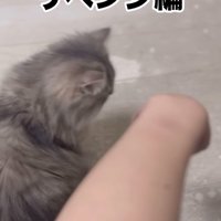 差し出される手と猫