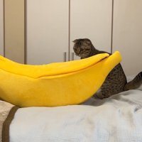 バナナ型ハウスの前に座る猫