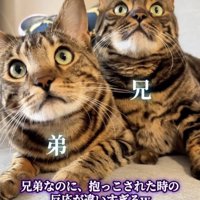 寄り添って座る2匹のベンガル