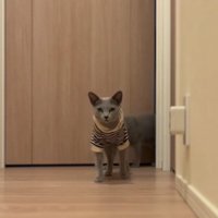 手前の猫に続いて2匹目が後ろから出てくる