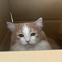 ダンボールの中から飼い主を見つめる猫