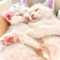 抱き合って寝る2匹