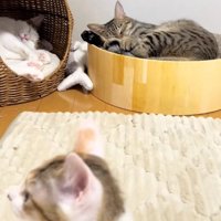 奥で寝ている2匹の猫と左を向く子猫