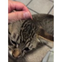 甘える子猫