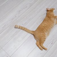 再び少し離れたところで転がる猫