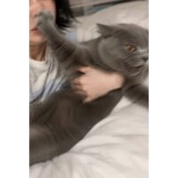 抱かれている猫