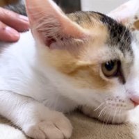 新入り三毛猫のリミちゃん