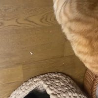 猫ちぐらの中にいる黒猫と右側で見切れている茶トラ猫