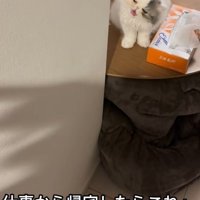 お出迎えをする子猫