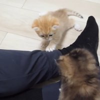 飼い主さんの膝の感触を確かめる赤ちゃん猫