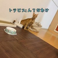 驚いている猫
