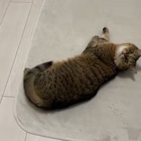 再びリラックスするみにら君2