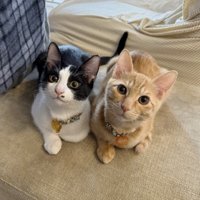 隣に並んで洗濯物を干す飼い主を見守る2頭の猫