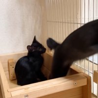 箱を飛び出す子猫（右）