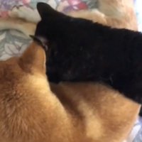上から