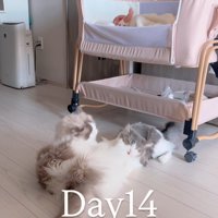 じゃれる猫たち