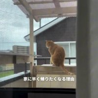 テラスの猫
